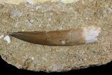 Fossil Plesiosaur (Zarafasaura) Tooth In Rock - Morocco #73617-1